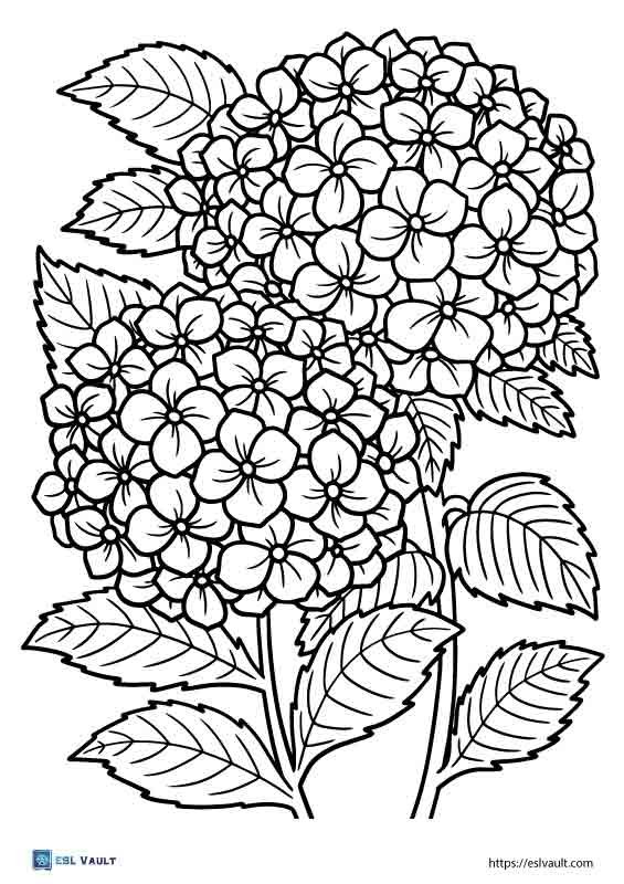 adult plant coloring pages free