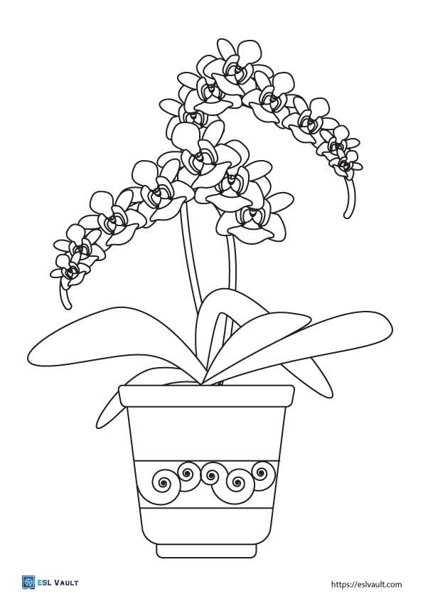 flower and plant coloring pages