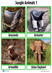 jungle animals flashcards 1