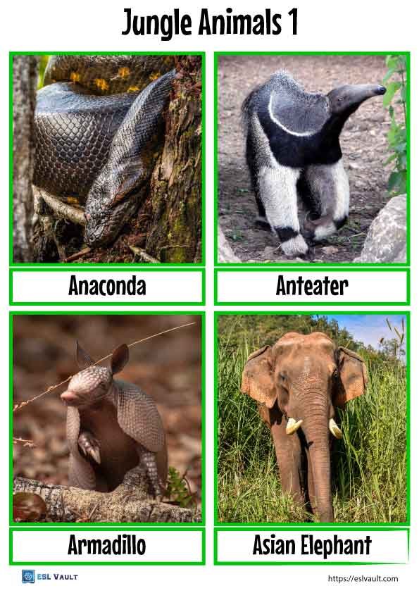 jungle animals flashcards 1