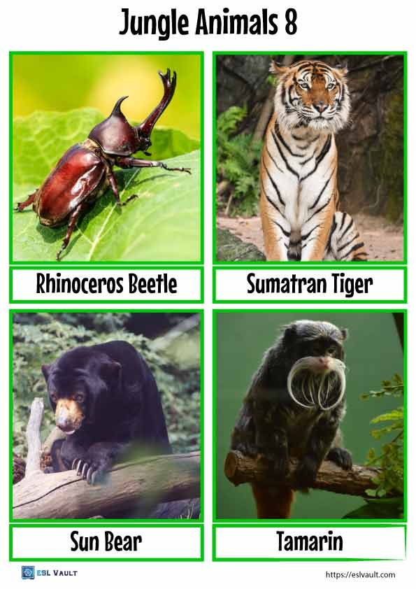 jungle animals flashcards free pdf 8