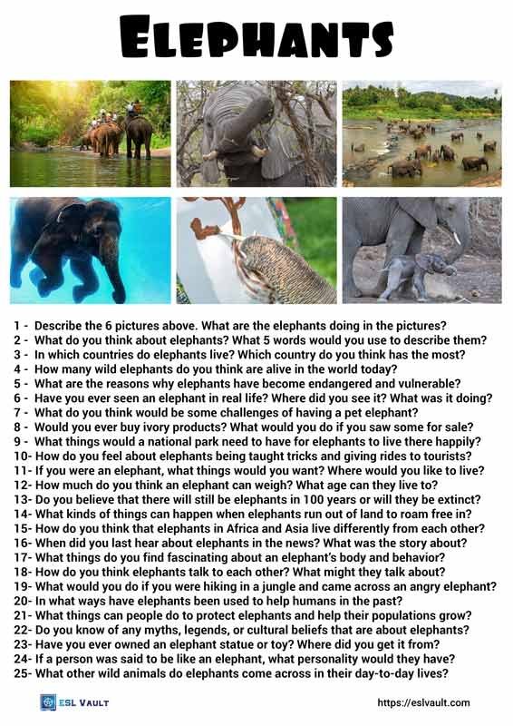 25 elephants conversation questions