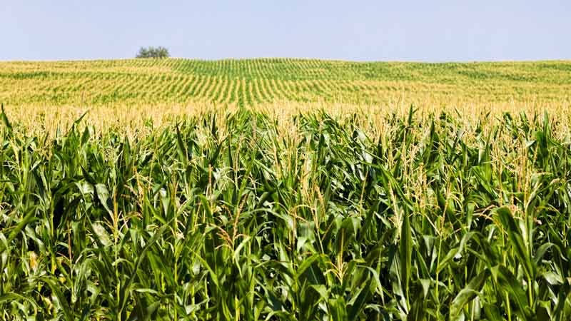 a large field of corn in summer