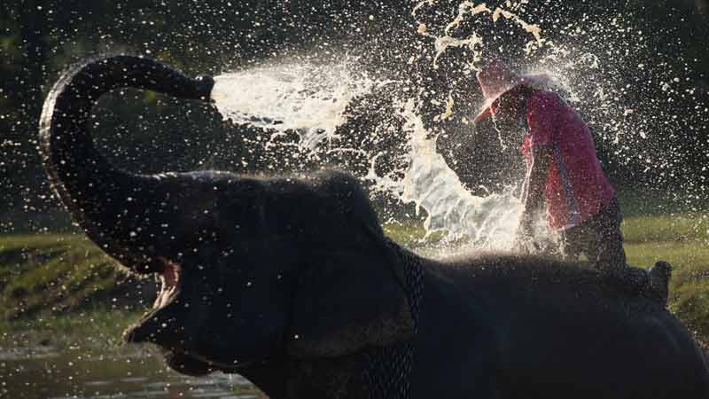an elephant spraying water