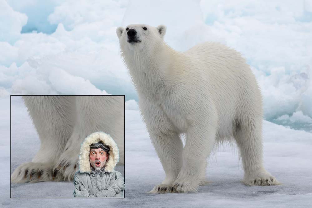 colder than polar bears toenails.