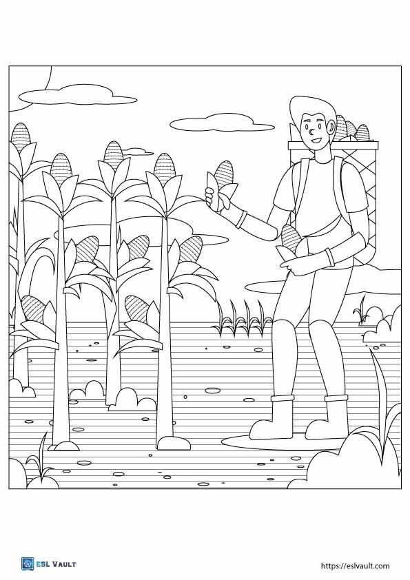 harvesting corn coloring page