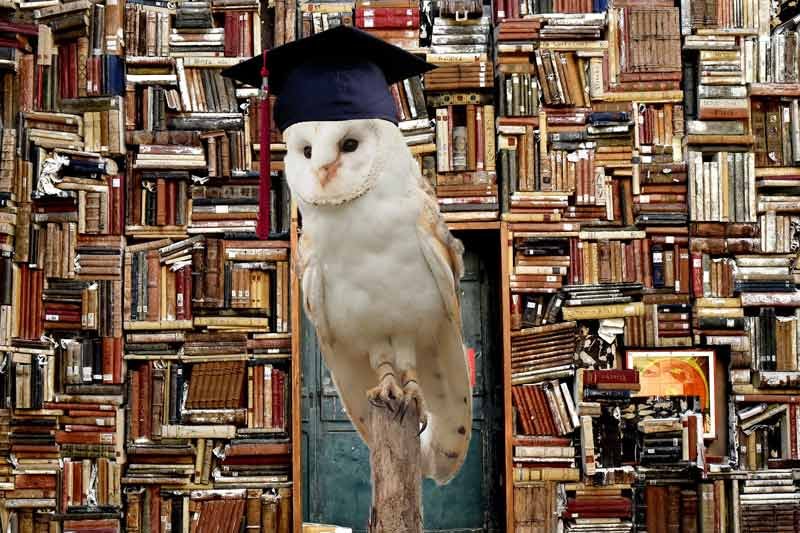as wise as an owl expression