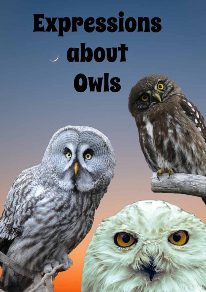 expressions about owls