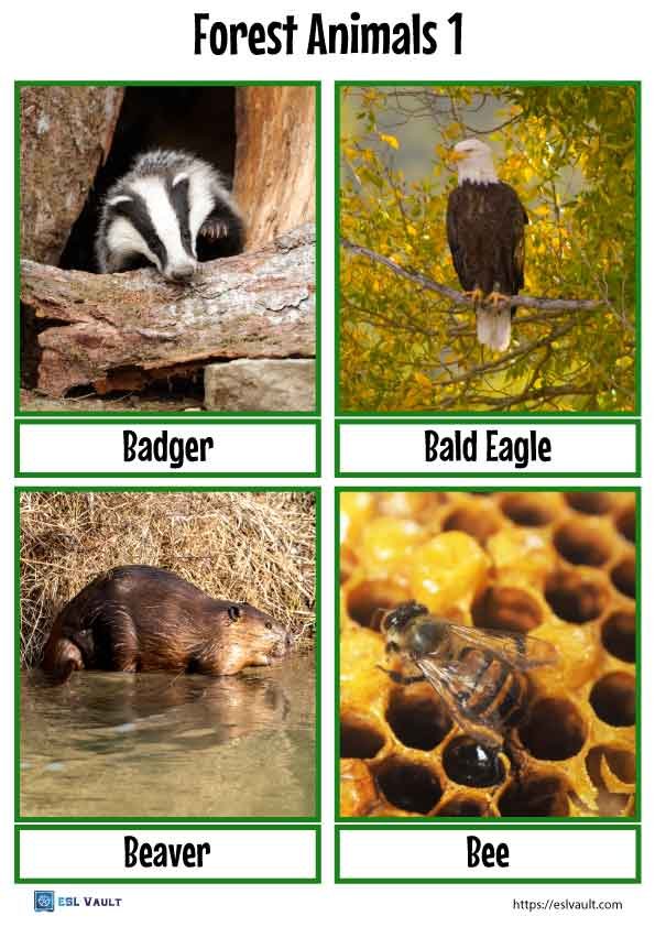 forest animals flashcards 1