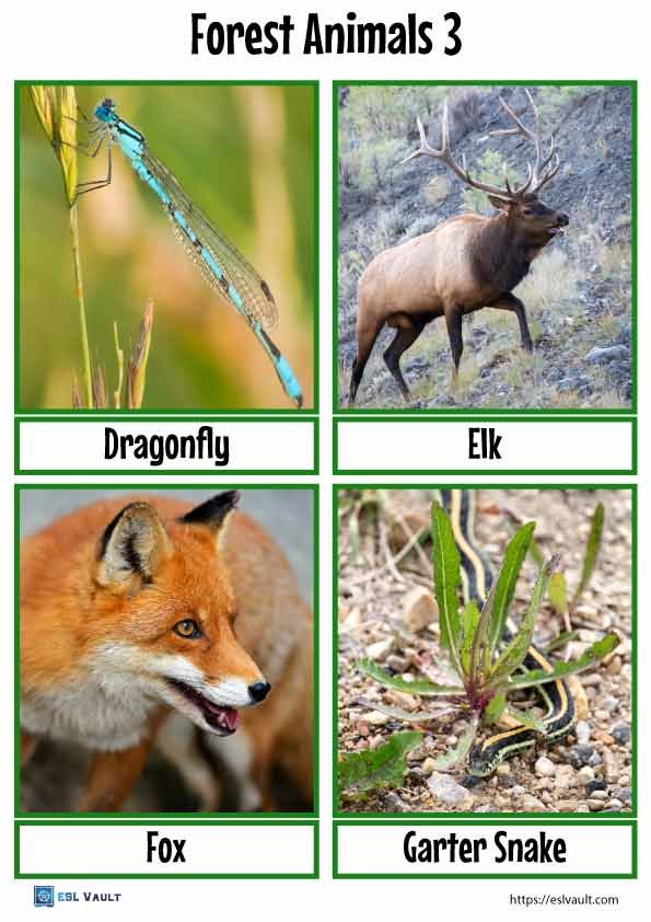 forest animals flashcards