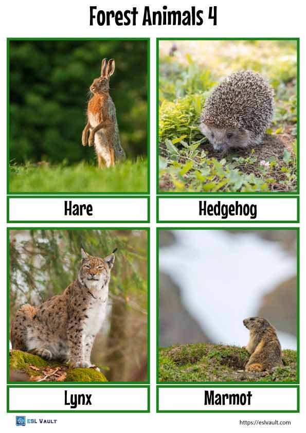 forest animals flashcards 4