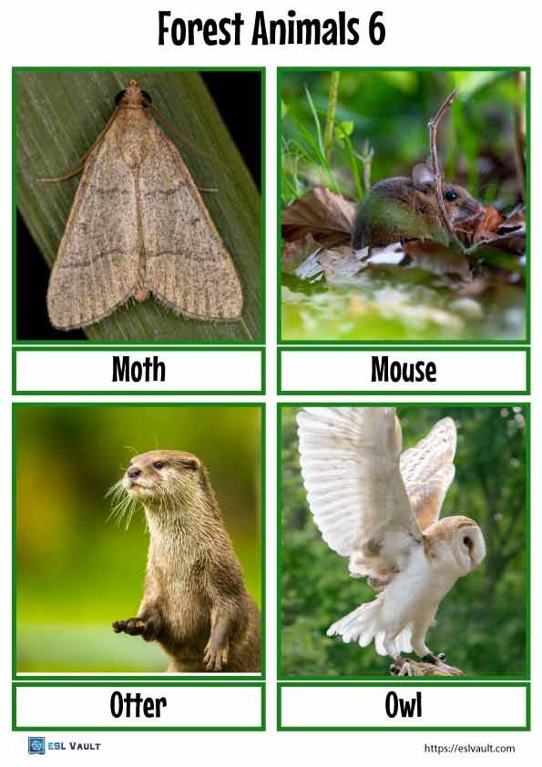forest animals flashcards 6
