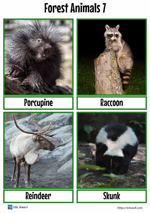 forest animals flashcards 7