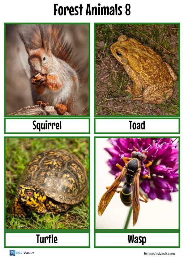 forest animals flashcards 8