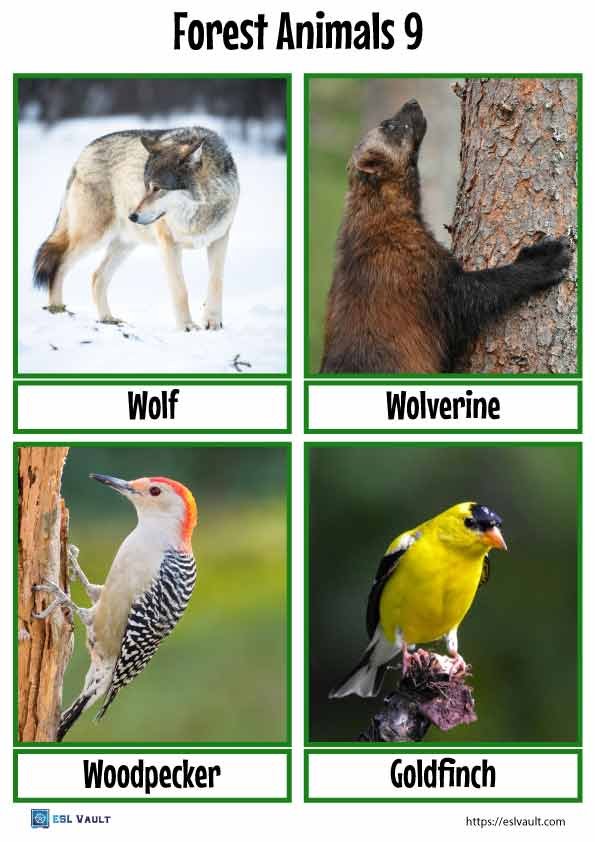 forest animals flashcards 9