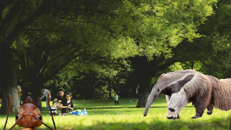 busier than an anteater at a picnic