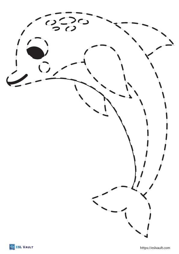 marine animal tracing dolphin