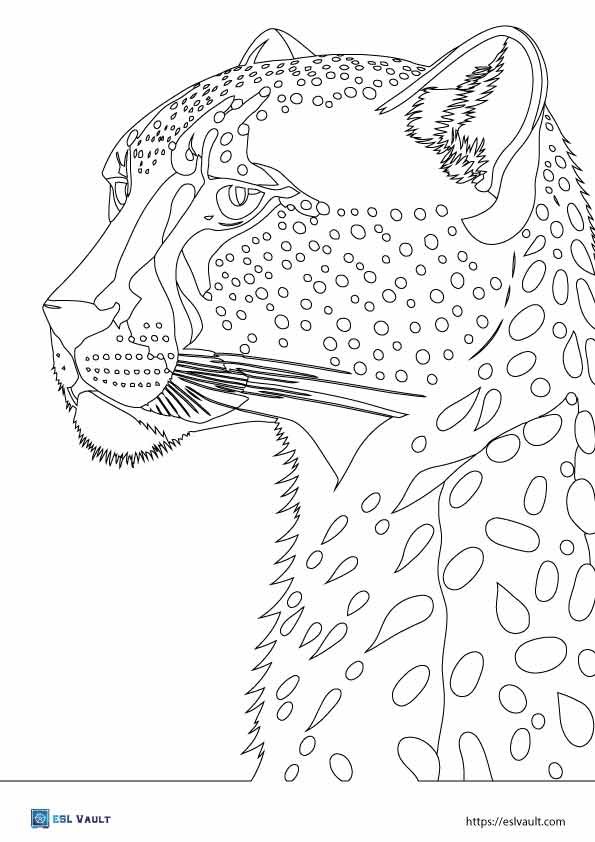 printable cheetah coloring pages