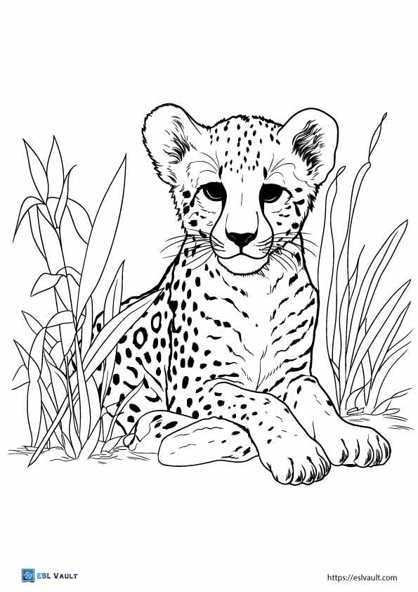 realistic cheetah coloring pages
