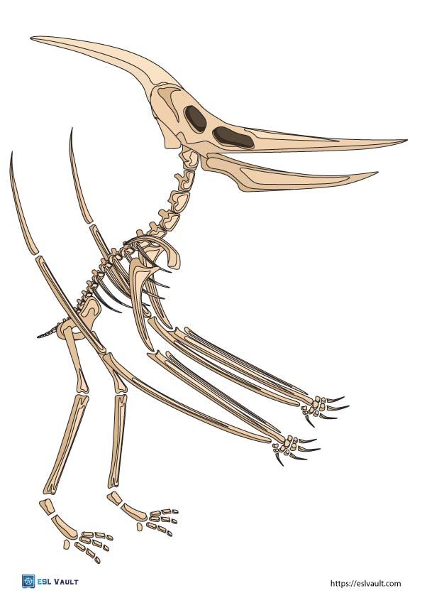 dinosaur skeleton printable Pterodactyl