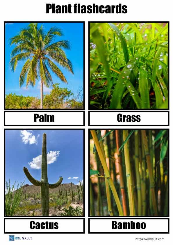 free plant flashcards