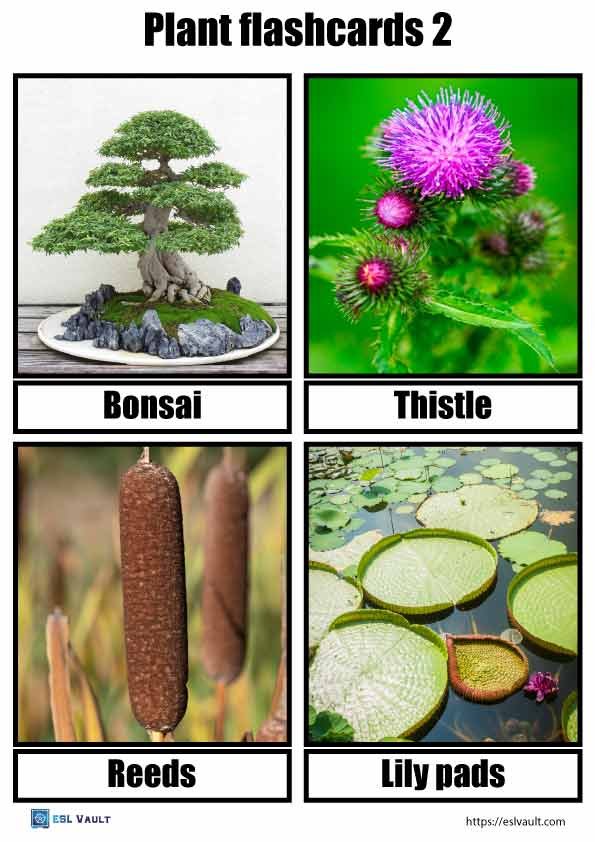free printable plant flashcards 2