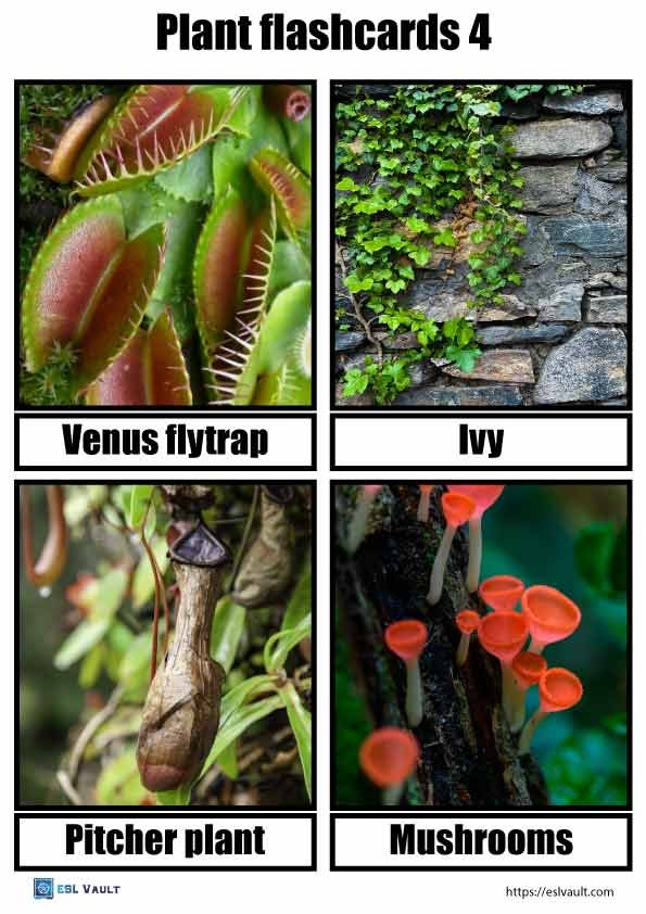 free printable plant flashcards 4