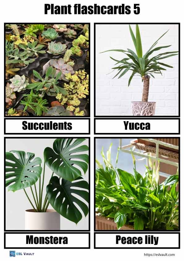 free printable plant flashcards 5