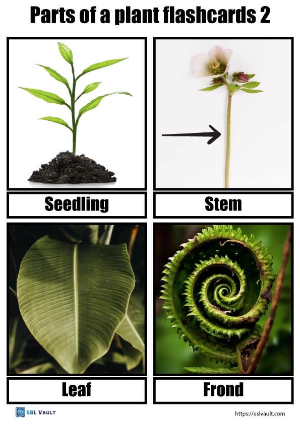 parts of a plant flashcards 2
