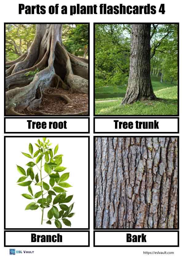 parts of a plant flashcards 4