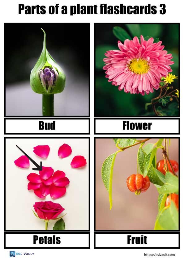 parts of a plant flashcards pdf 3
