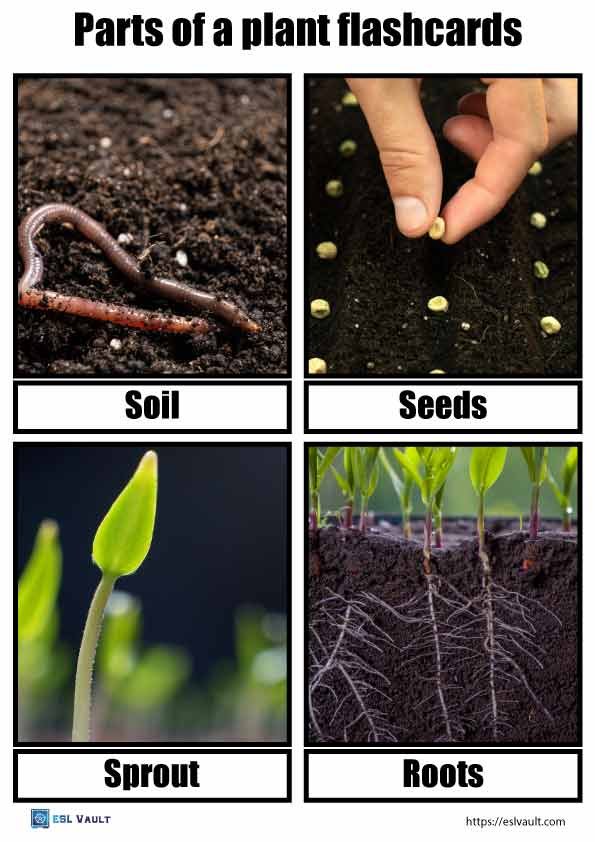 parts of a plant flashcards