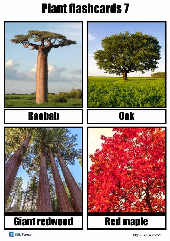 plant flashcards pdf 7
