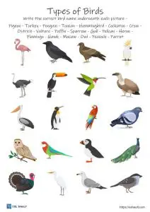 birds worksheet difficult esl vocabulary