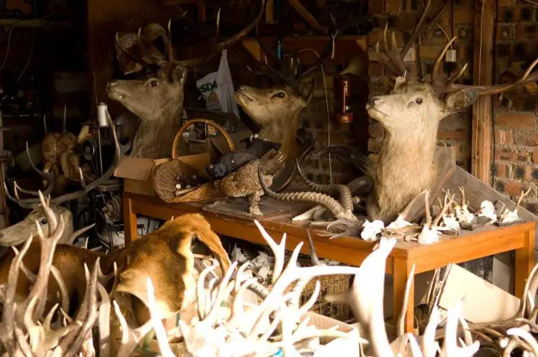 hunting trophies and antlers