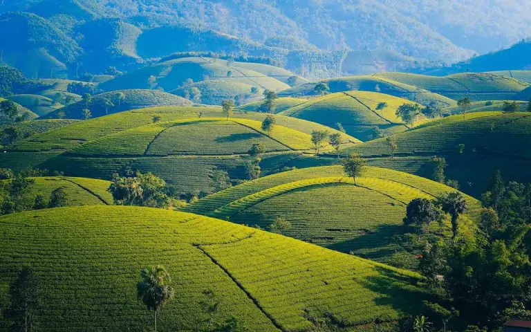 A green tea plantation on hills in Asia