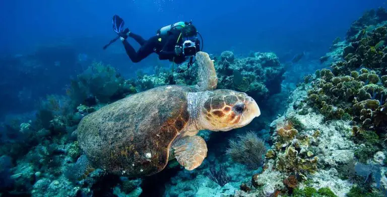 A man scuba diving with a loggerhead turtle