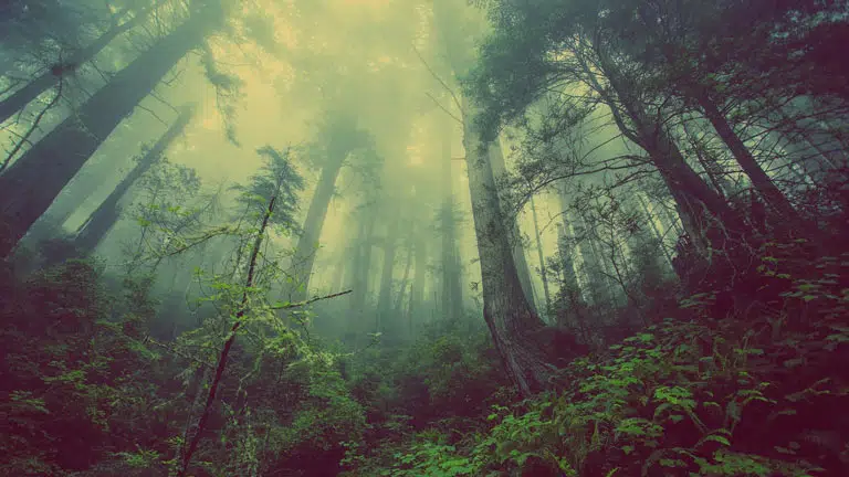 A view looking up in a forest