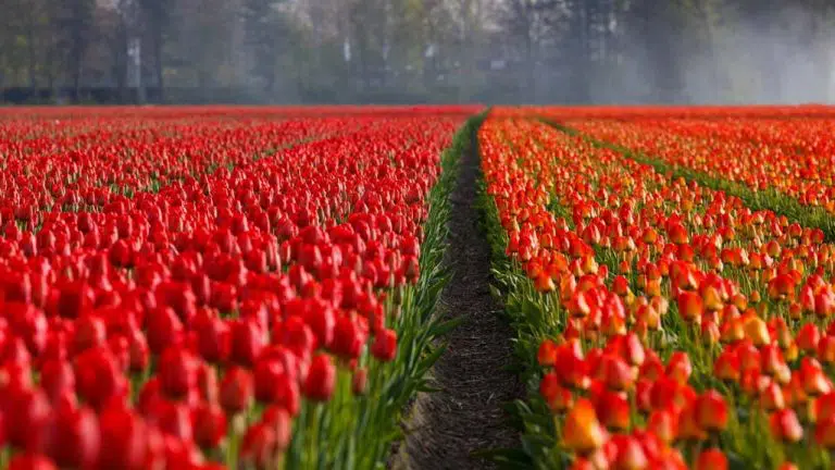 a field of red roses