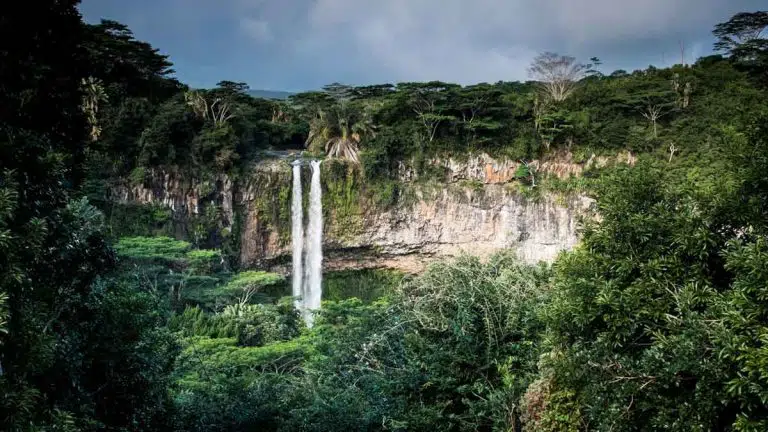 dense jungle vegetation with a waterfall