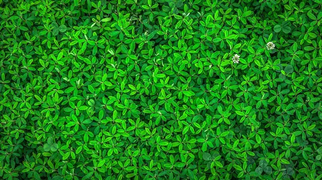 green leaves from above