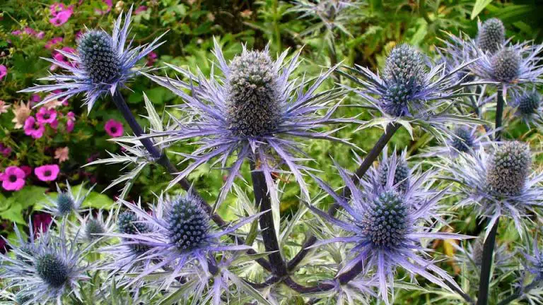 a beautiful thistle for the th sound tongue twisters