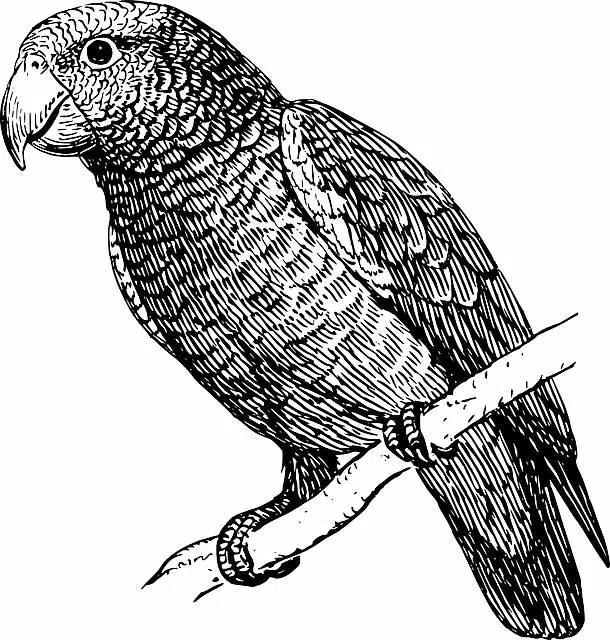 a vintage parrot sketch