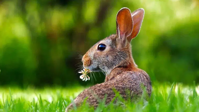 a rabbit in grass eating a flower