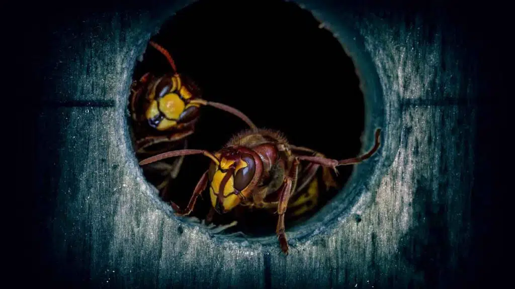 two hornets close up
