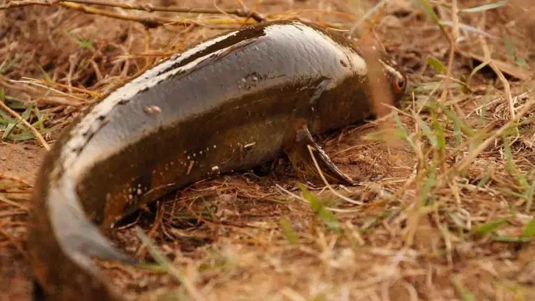 a fish out of water on dirt and grass
