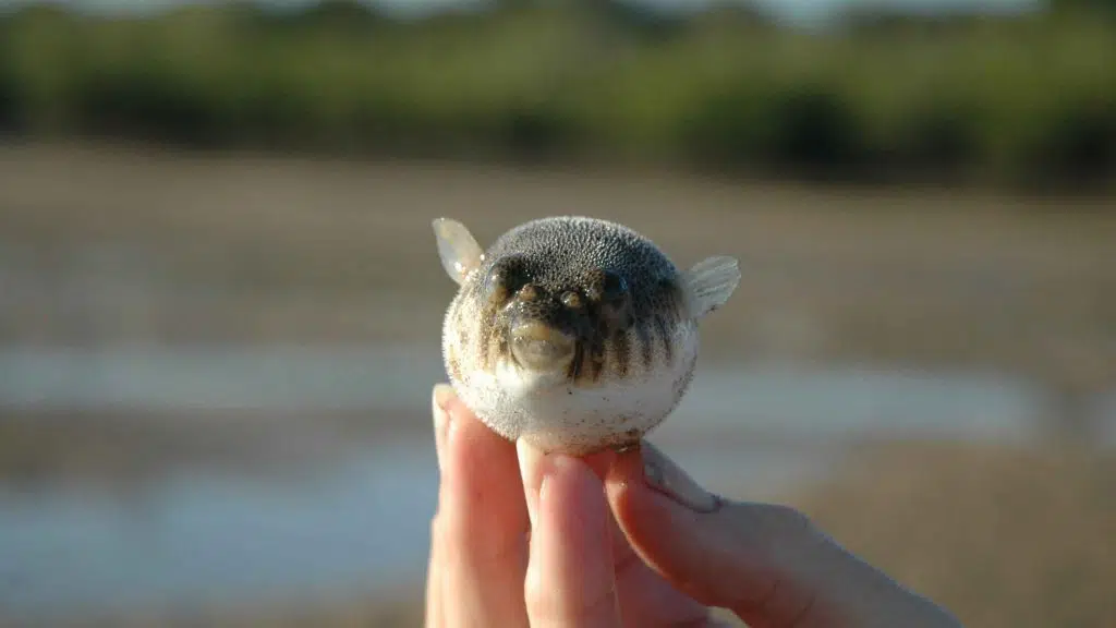 a puffer fish out of water