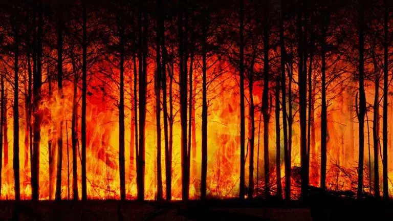 forest fire illustration