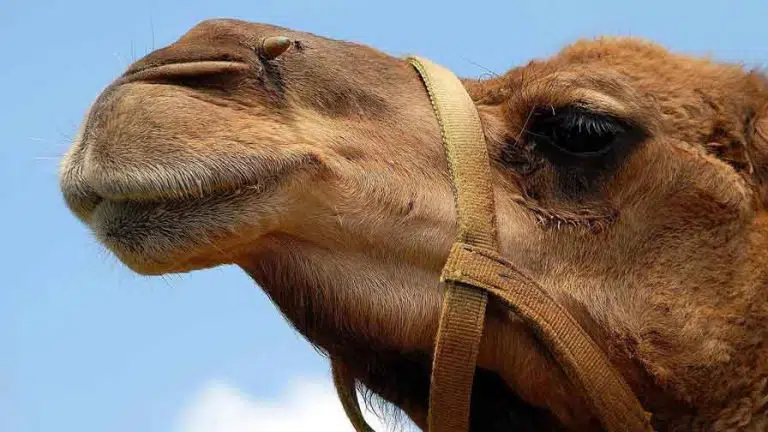 funny camel face close up