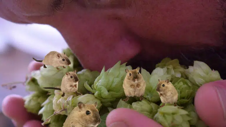 I smell a rat and hops